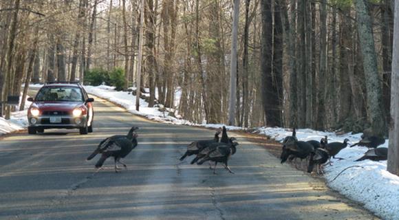 Traffic stops for "residents" crossing Hayes Rd.