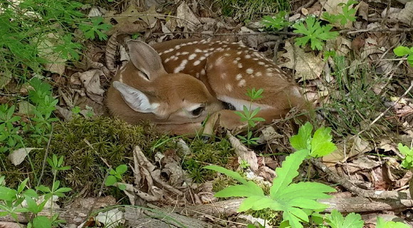 New resident at undisclosed location on Hayes Rd. (photo by Tom C.)